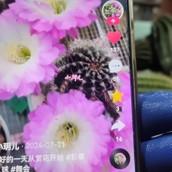 仙人球彩草舞会侧芽