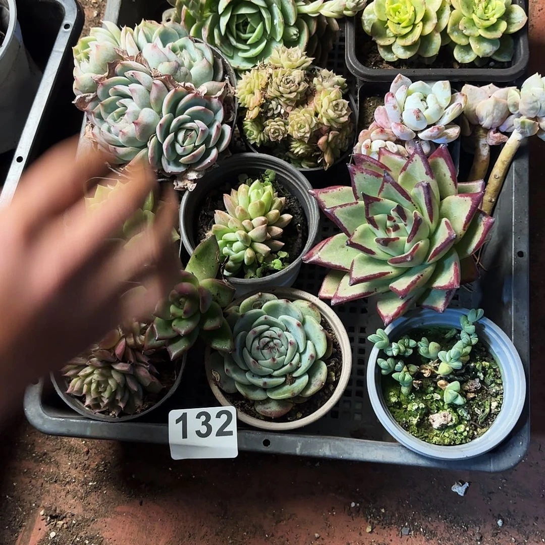 多肉植物宽拍132号