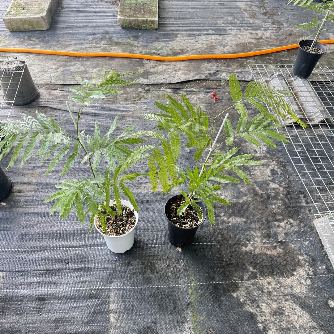 福利款不退不换日本密叶猴耳环两盆