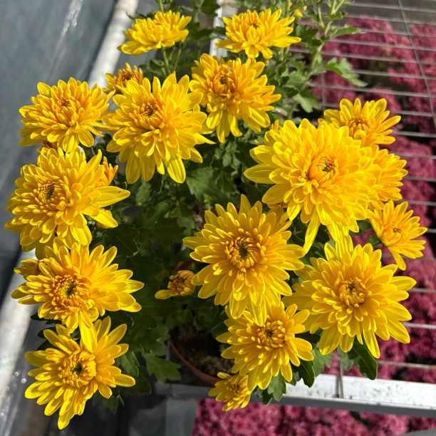 【缤纷甄选】黄金菊到手一盆女子