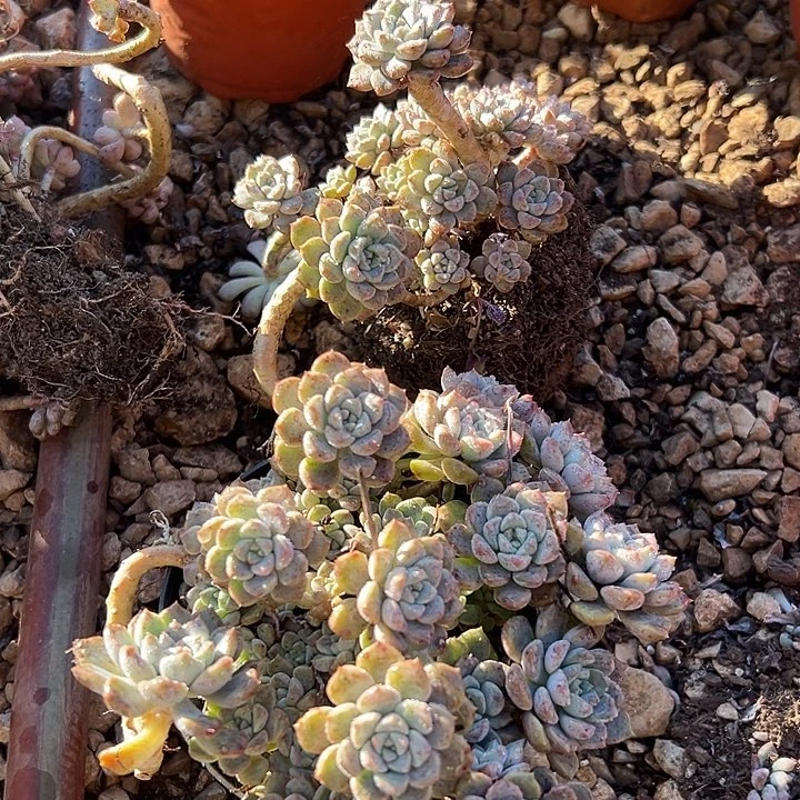 粉布偶2盆。