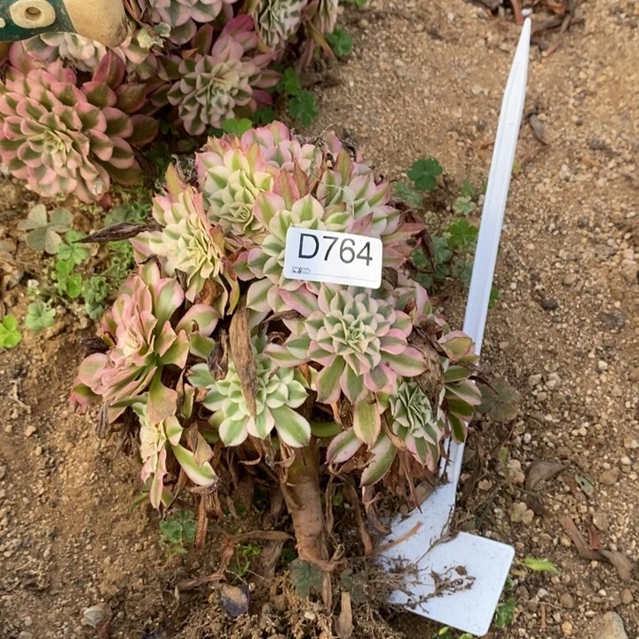 764红超白多肉植物法师