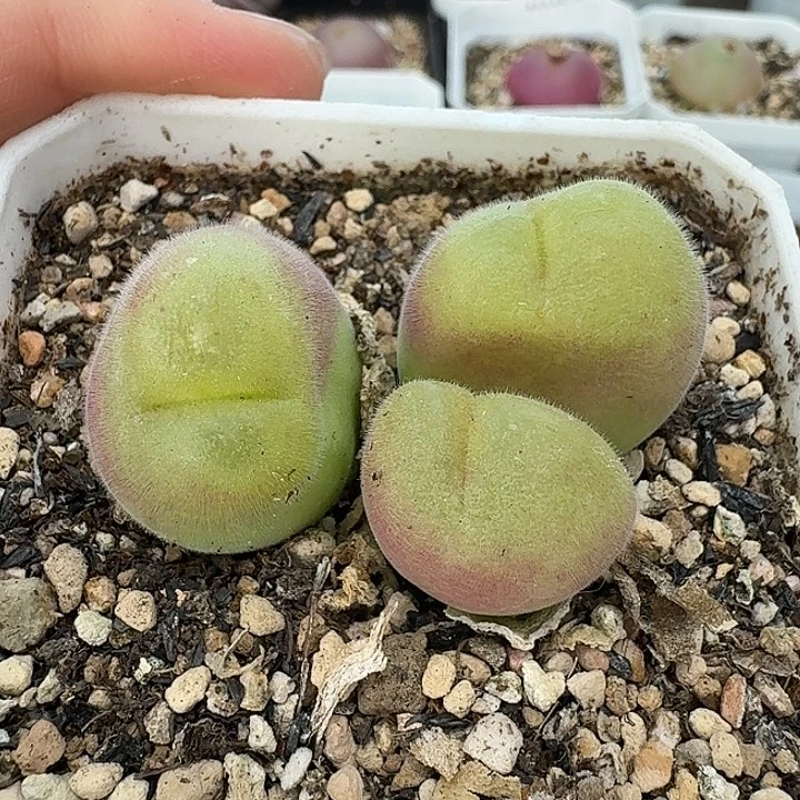 老马生石花毛翠滴1643