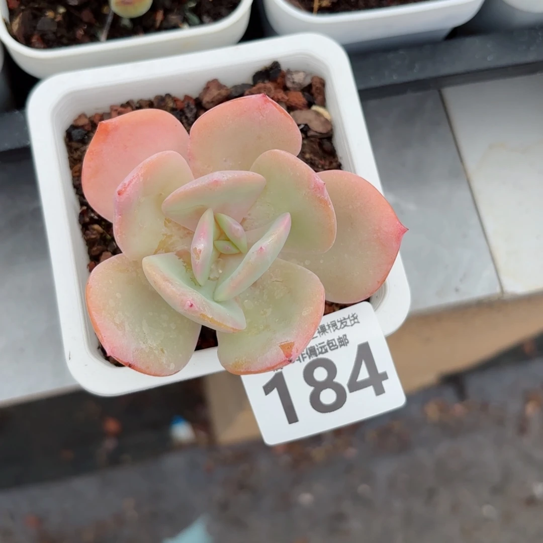 白凤单头无盆土发货