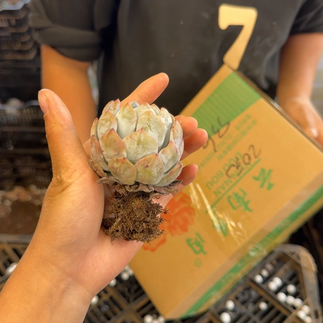 橙梦露砍头 不包损20米