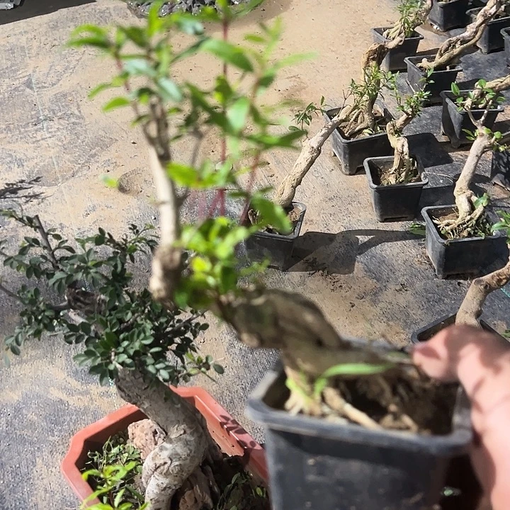 无花朵石榴老桩，紫玉品种