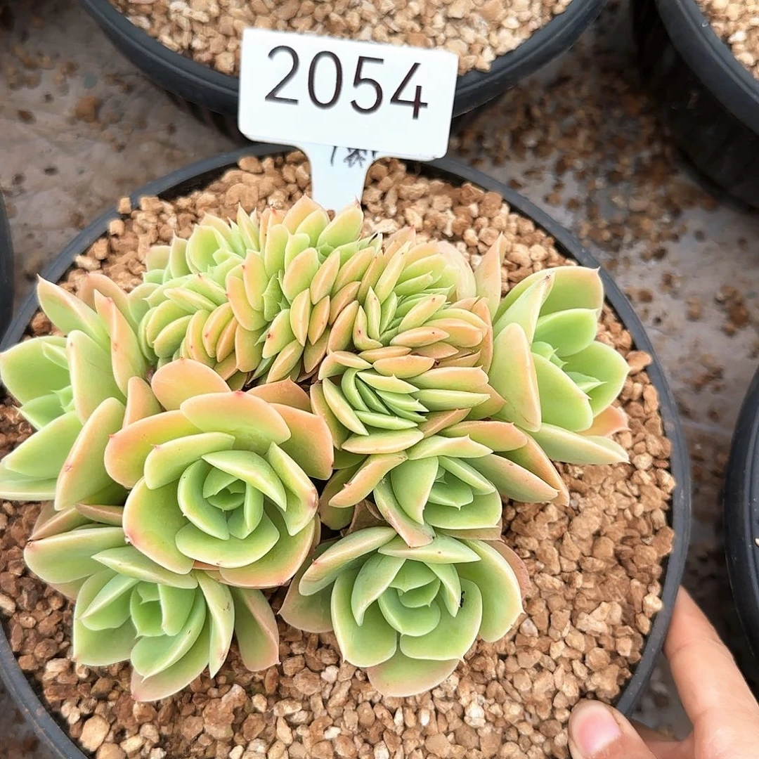 2054。       星娜塔缀