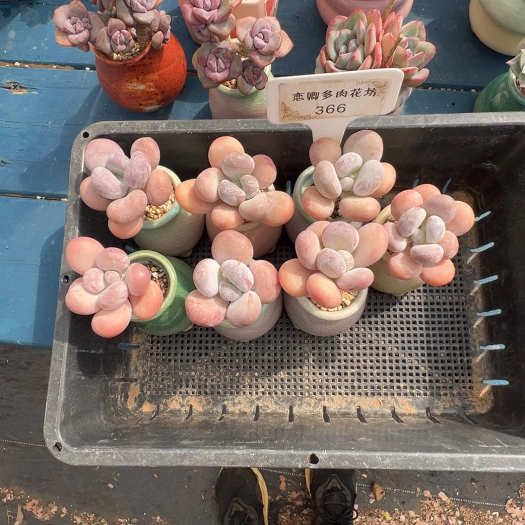 ぞ***️366达摩奶脱土发货000