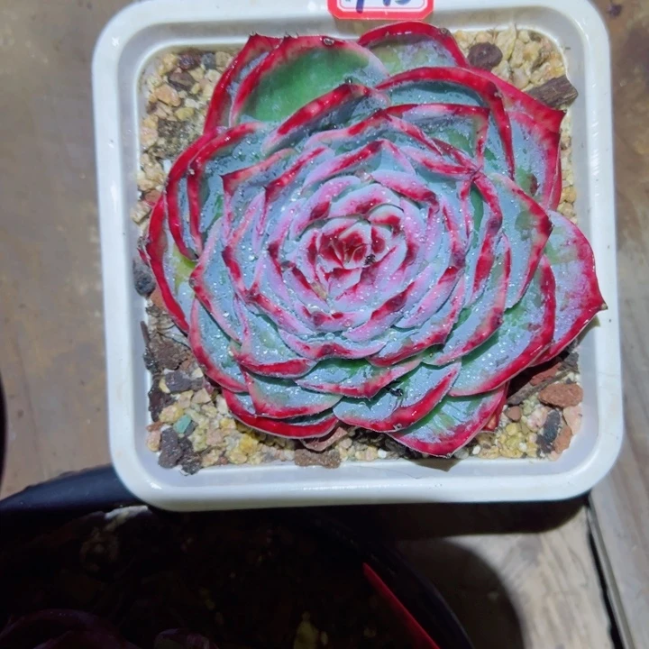 H***续精品多肉植物惊鸿仙子