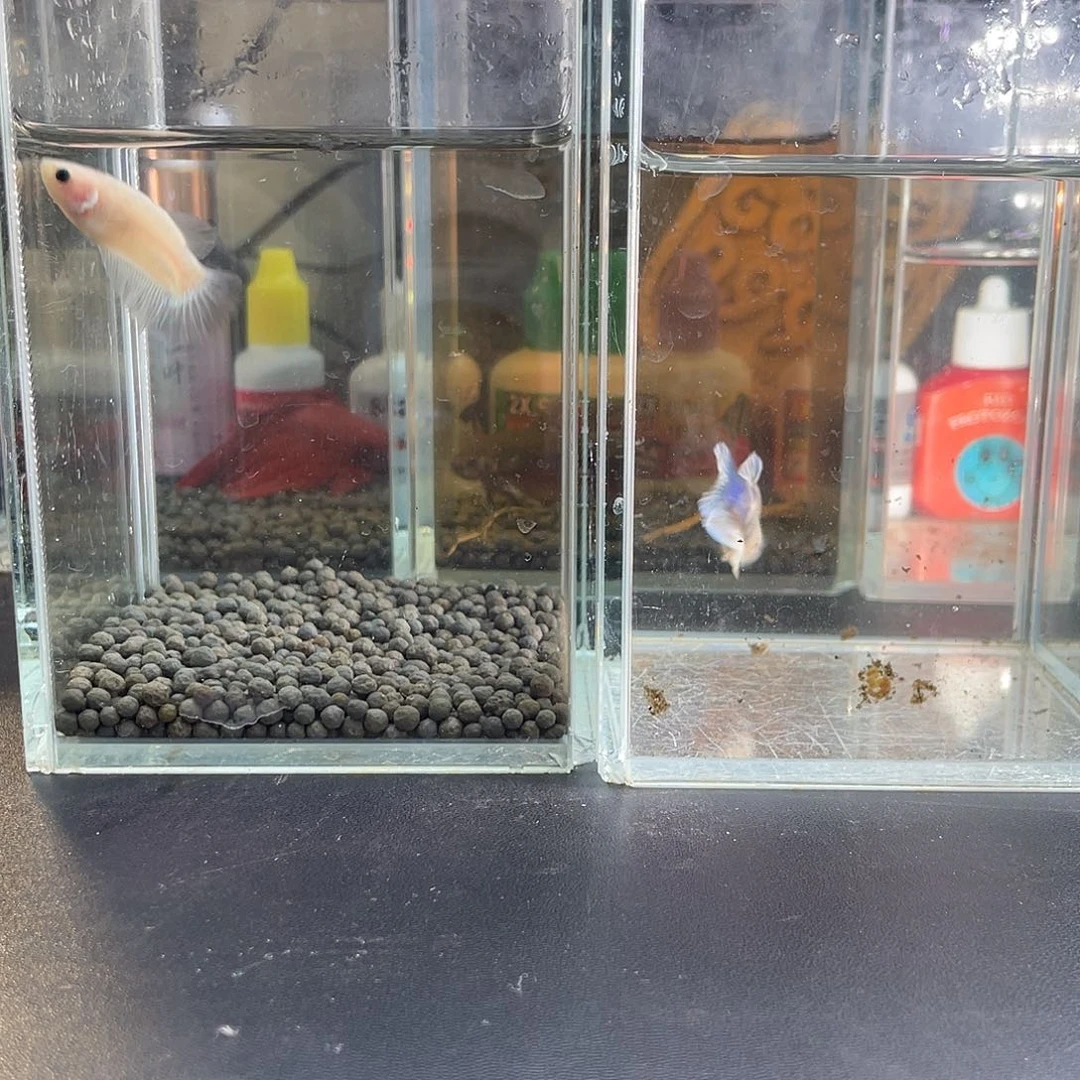 斗鱼17号1118早母鱼2