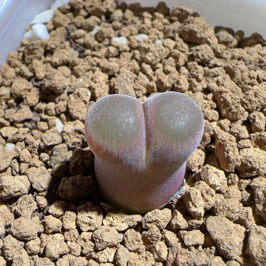 肉锥多肉植物组合-流沙638