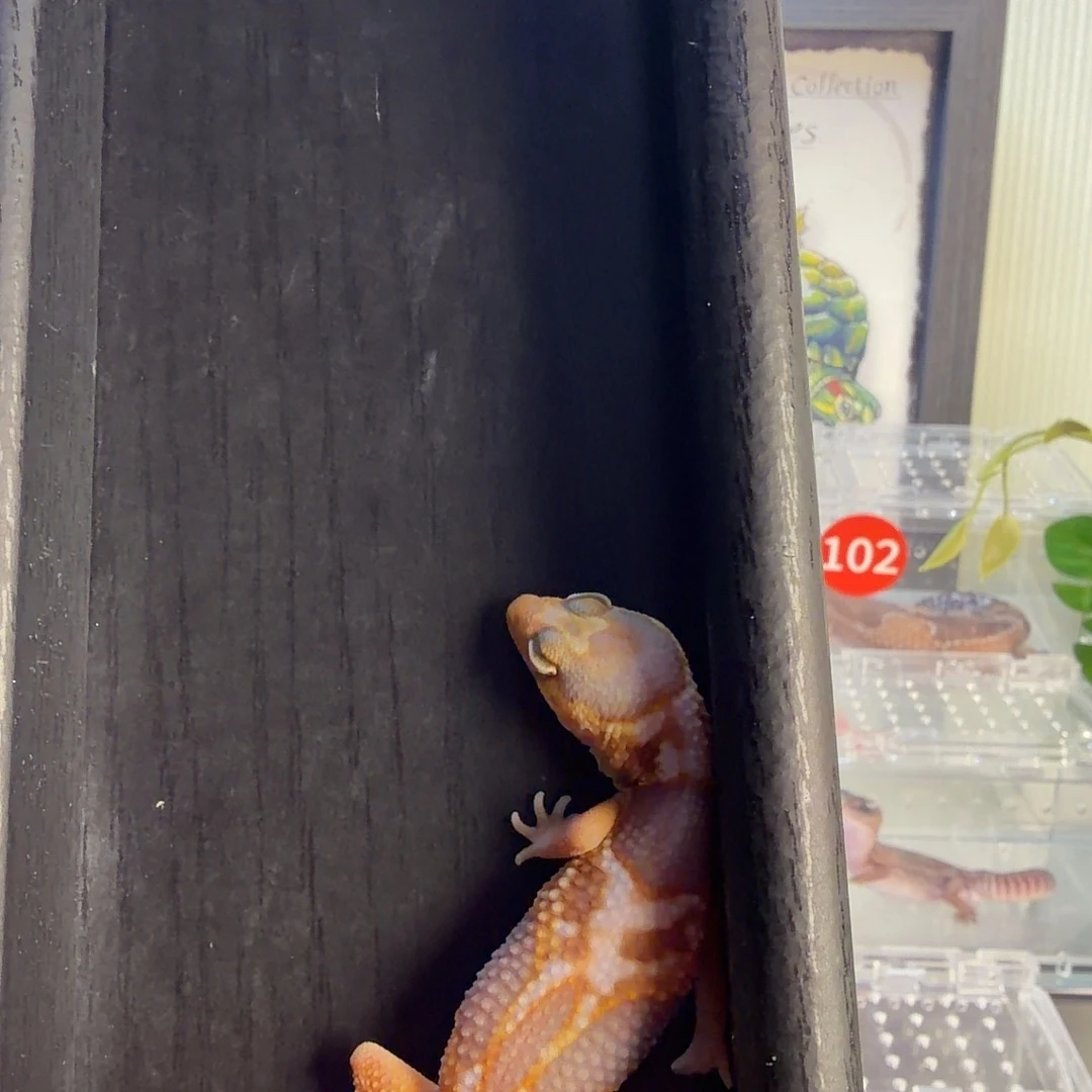 肥尾守宫肥尾守宫活体
