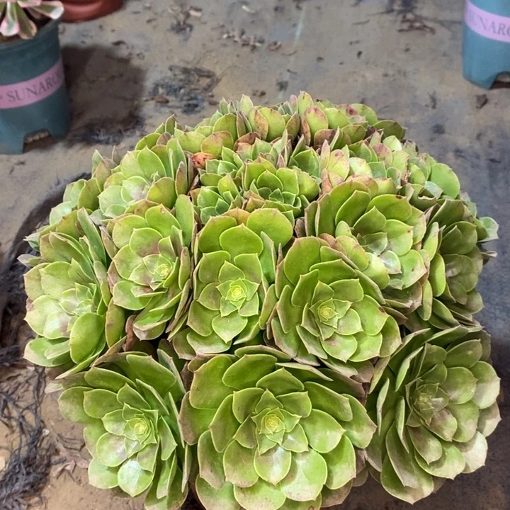 万圣节多肉植物29。