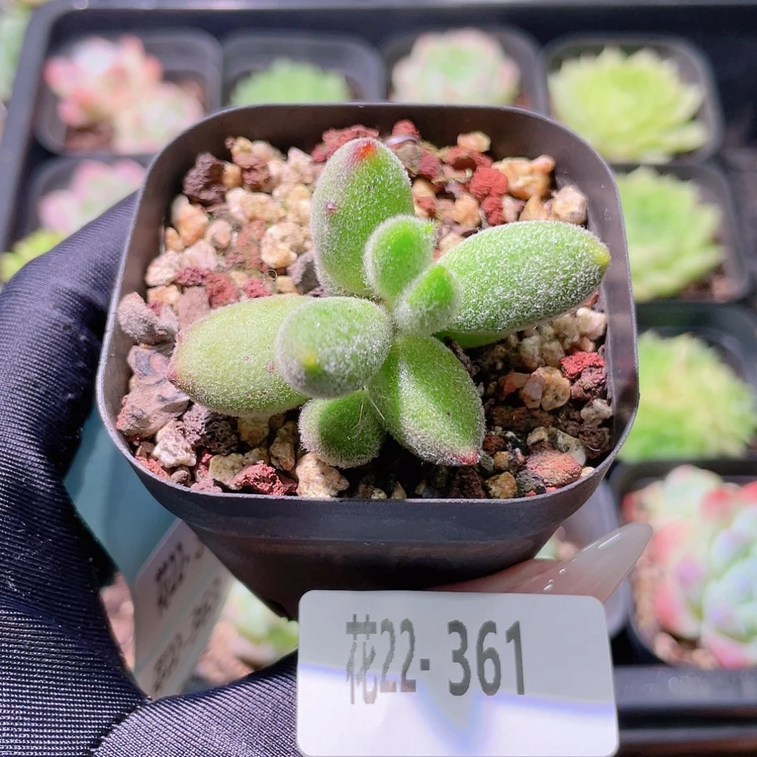花利美22-361猫爪 不售后