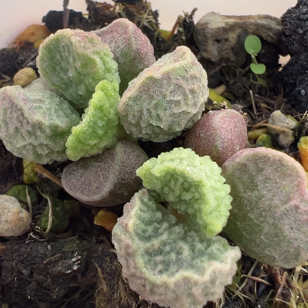 实生新品多肉植物水泡