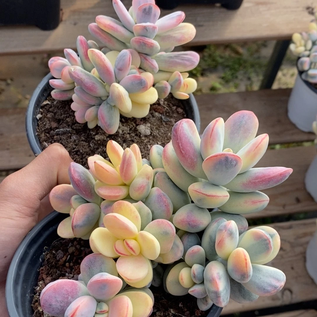 卡***拉福娘锦多肉植物