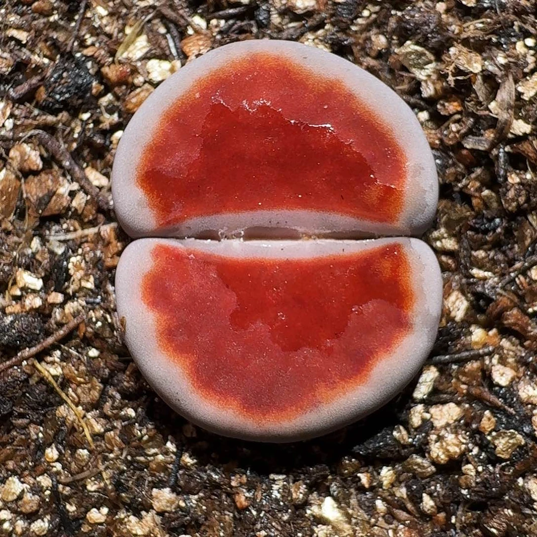 生石花23:：：。  28