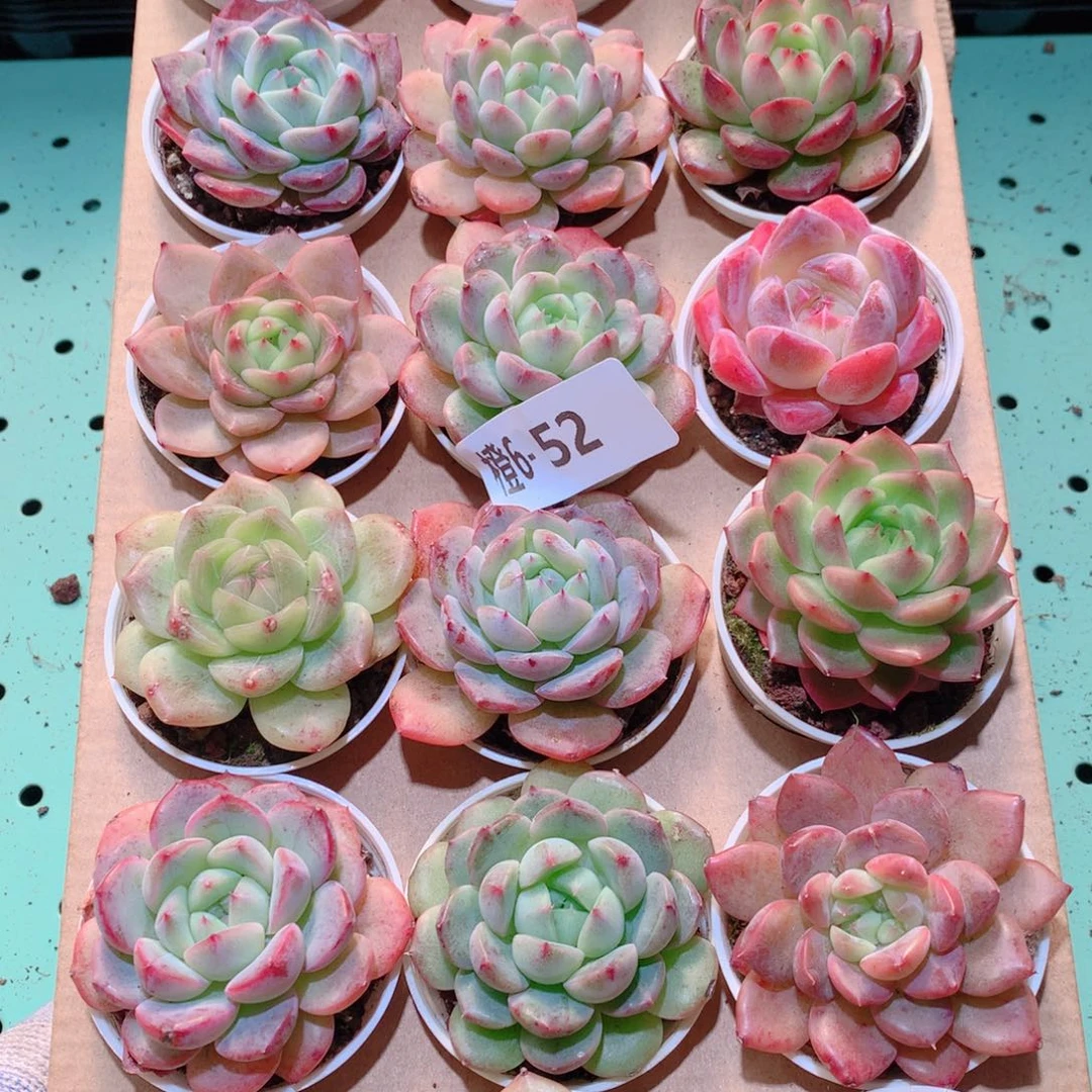 6-52一物一拍多肉带盆18颗
