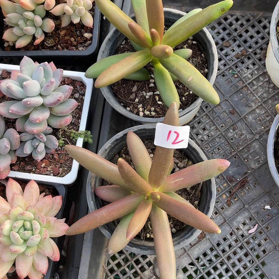 来****你12。   11111111111