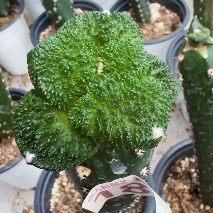 无花朵189细密大尤哥斯拉牡丹东二