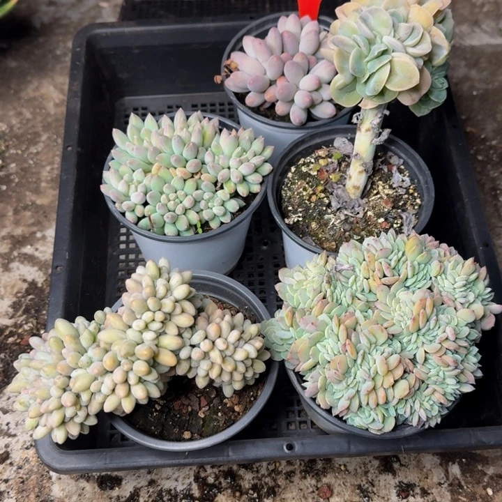 176多肉植物一物一拍