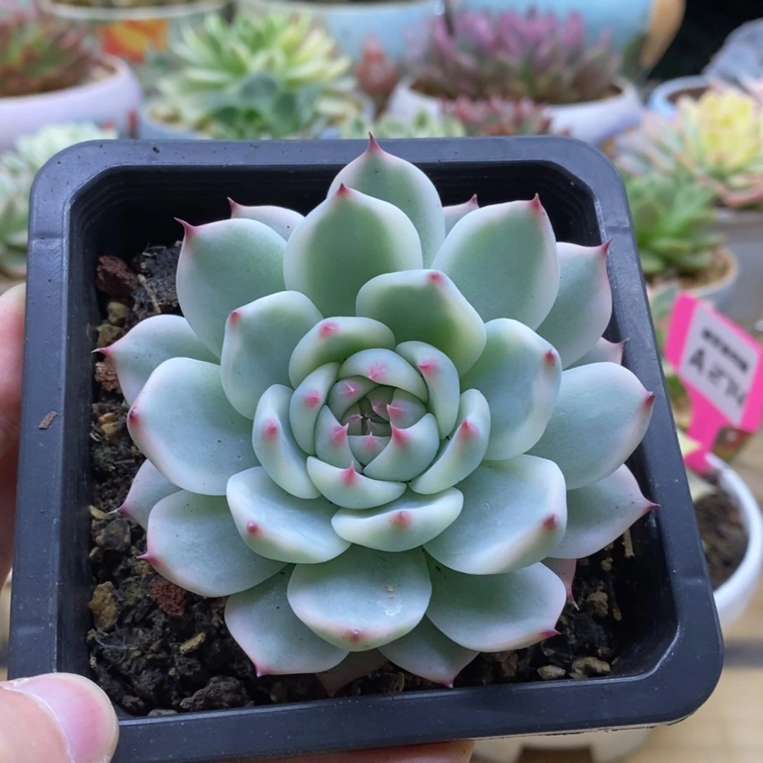 295全覆轮锦吉娃娃