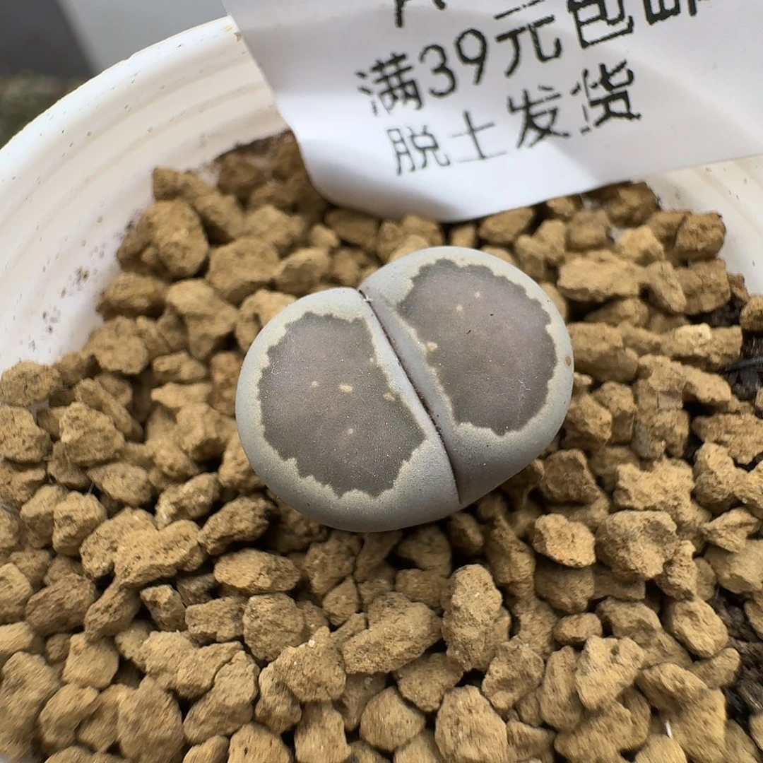 599多肉哈哈哈哈哈哈哈哈