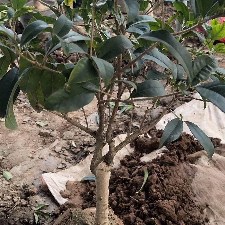 快***乐当前无花栽培后可以开花天香