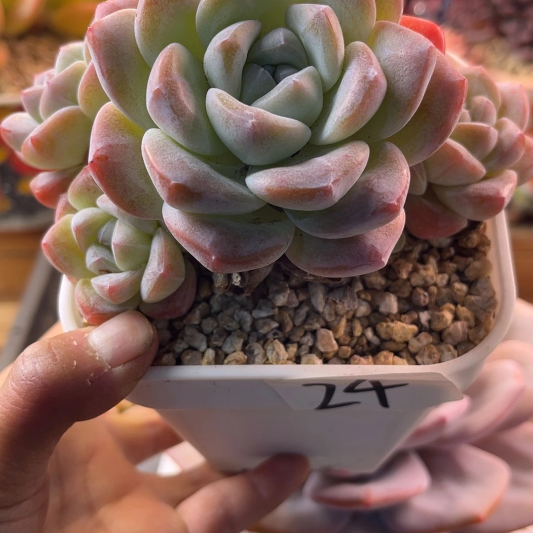 12.1-24冰玉1111111111
