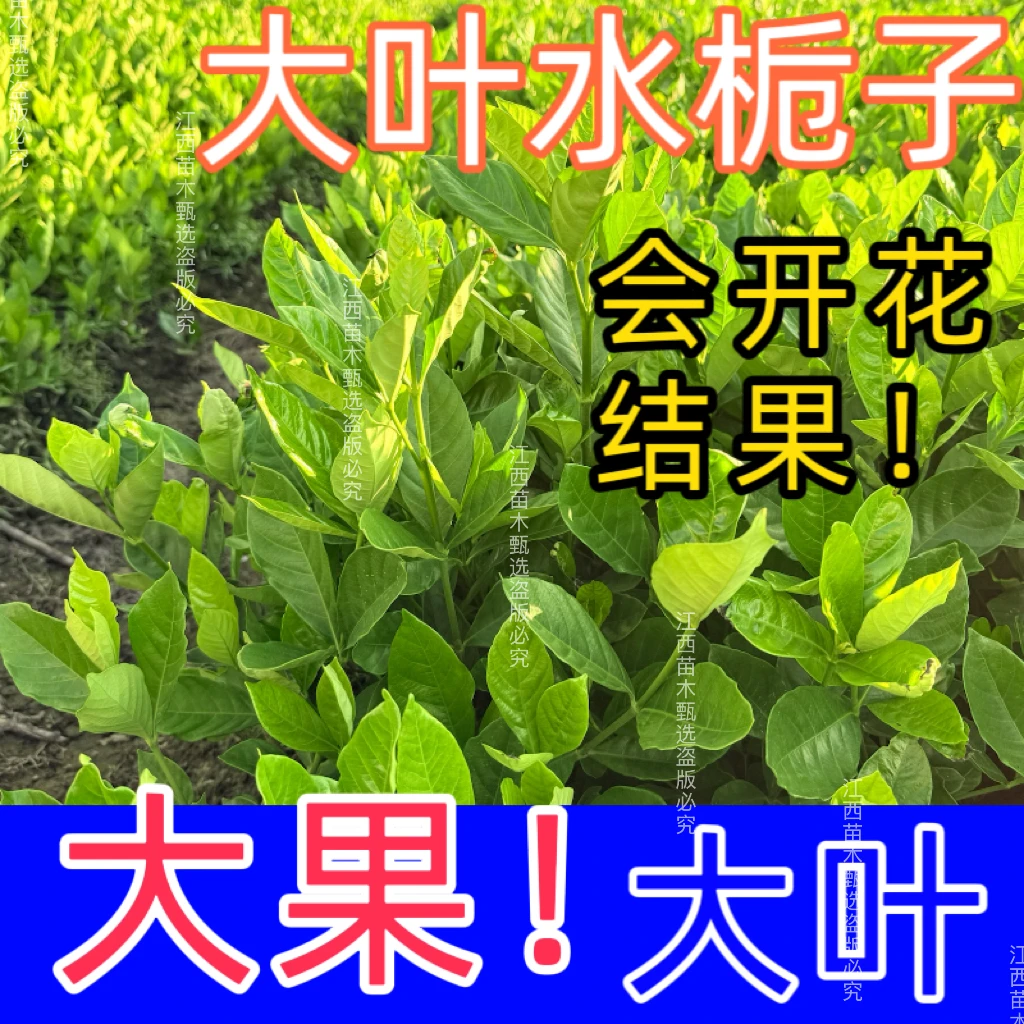 高产水栀子树苗大叶栀子苗果特大号基地现发现挖好种易活保湿发货