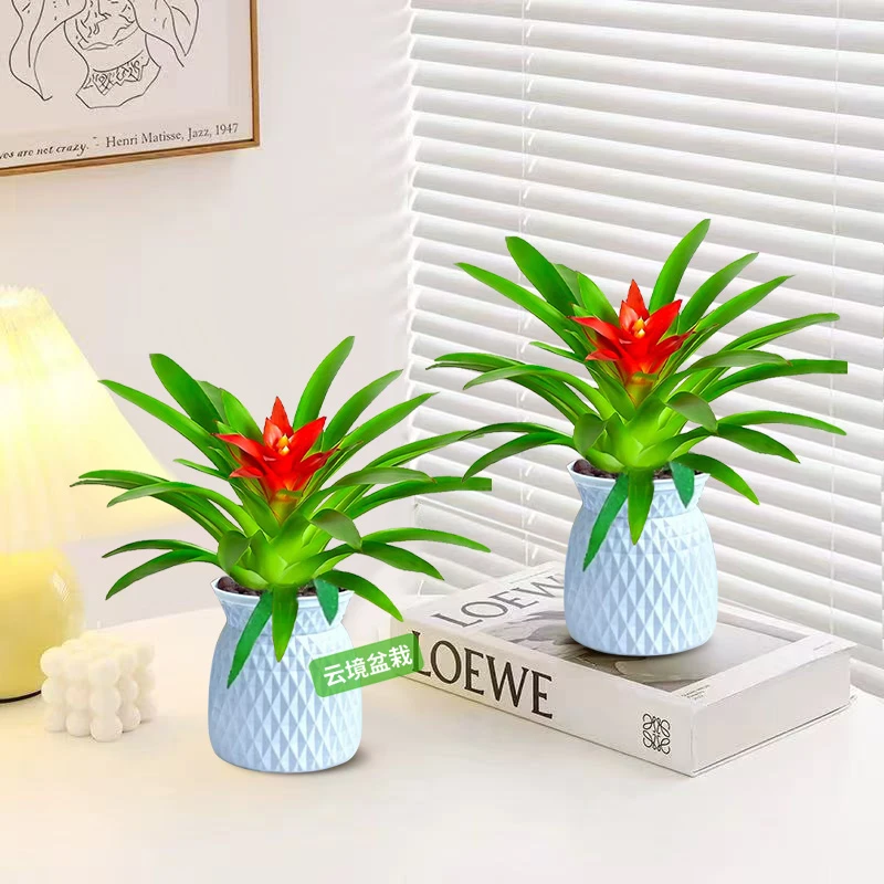 【云境盆栽】2盆鸿运当头小红星盆栽凤梨花卉鲜花绿花植物土养盆栽