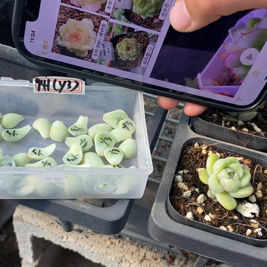 纯叶片甜心941（y3一片多肉叶子