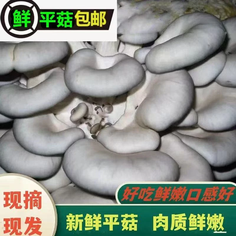 【老贾蘑菇】现采现发灰蘑菇新鲜平菇源头产地健康品质包邮