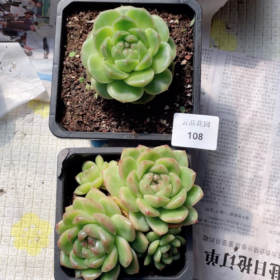 陪****108号糖心冰心珍妮 2