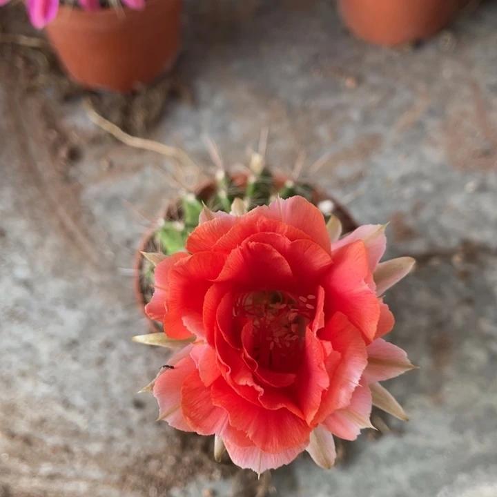 自***人实生彩草摘花脱土