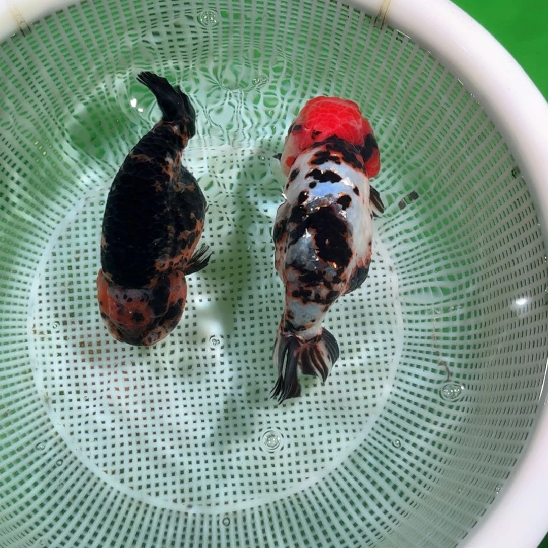 金鱼类不分公母18