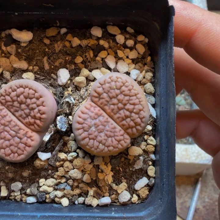 文*邹多肉植物的生长发育98