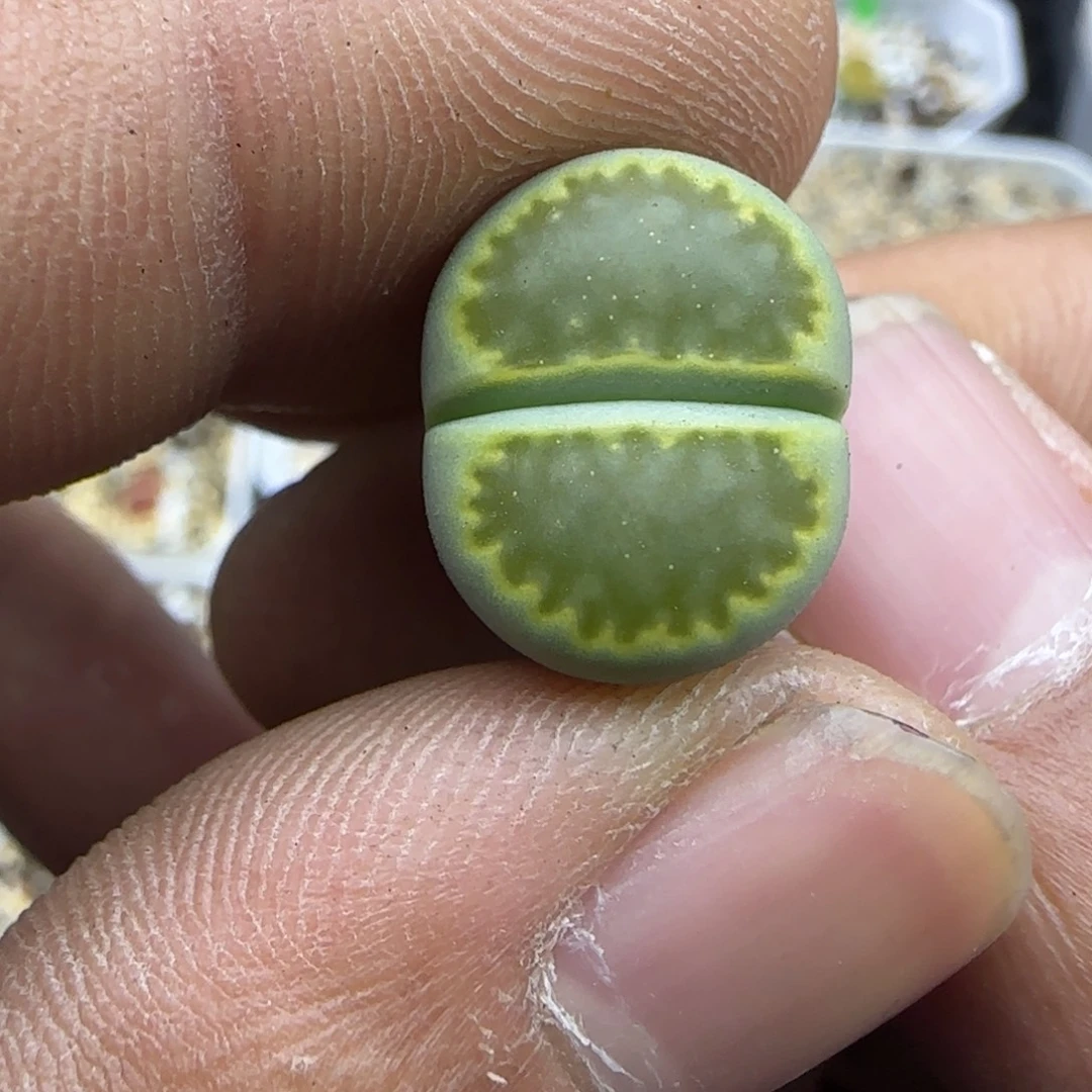 517 生石花大棚直播