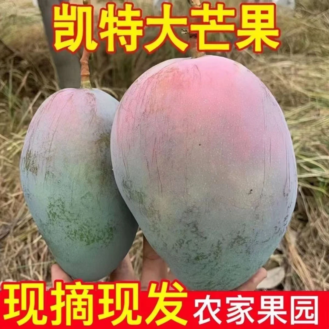 【红头果】凯特芒正宗攀枝花当季新鲜孕妇水果凯特芒大芒果