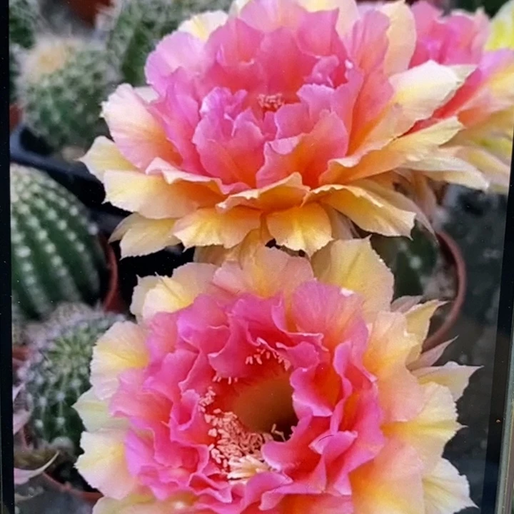 香香42号侧芽3公分左右