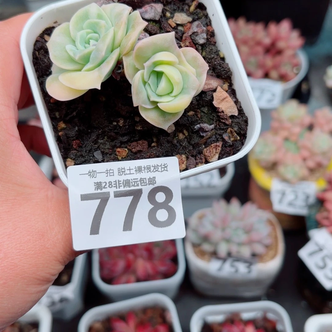 动***栋可爱玫瑰锦多肉多肉多肉