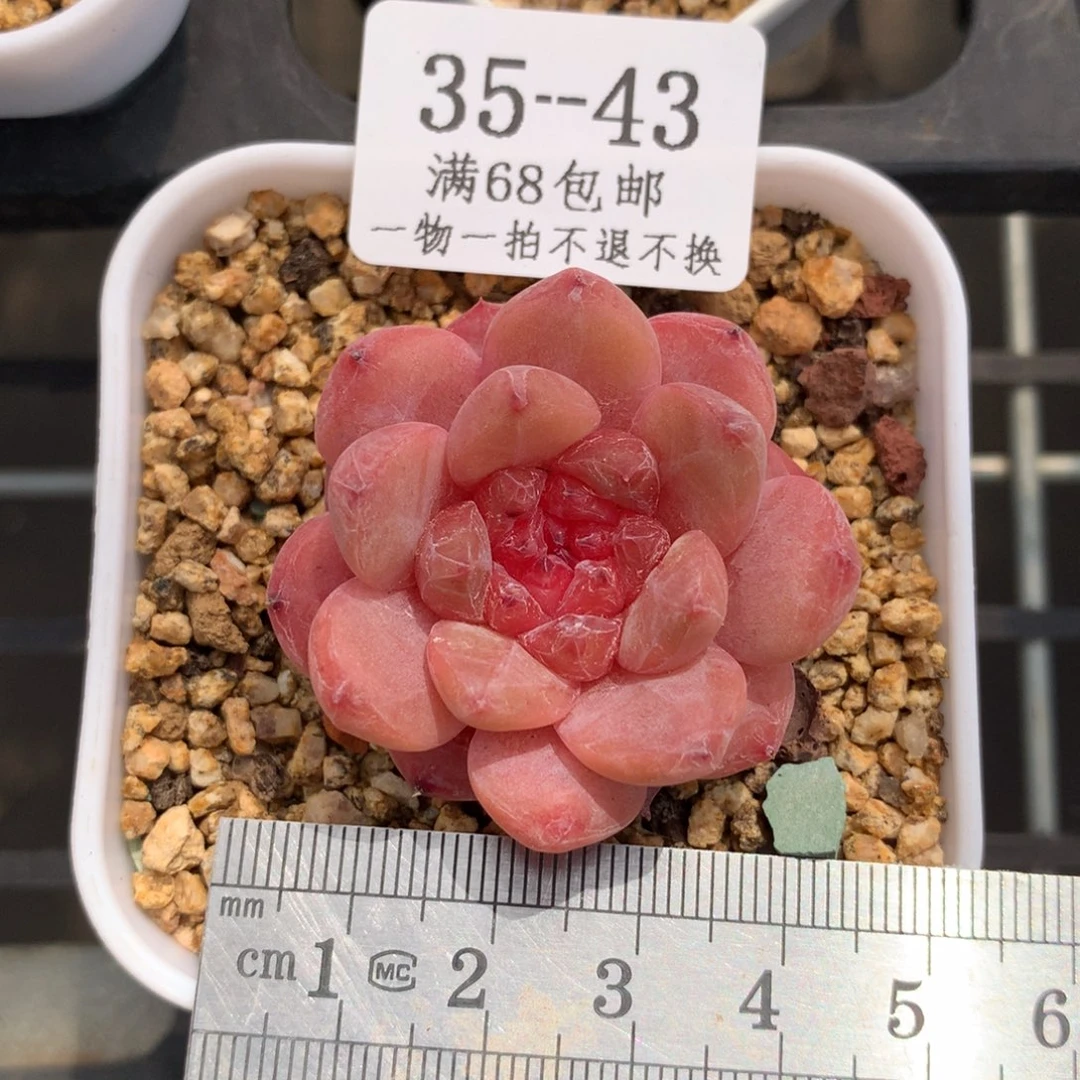 石榴心糖心冠服4