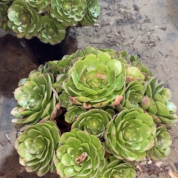 万圣节多肉植物27。