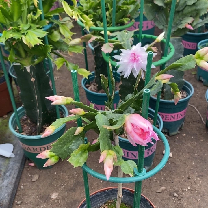 阿***韦完全开放三色叶仙蟹爪兰