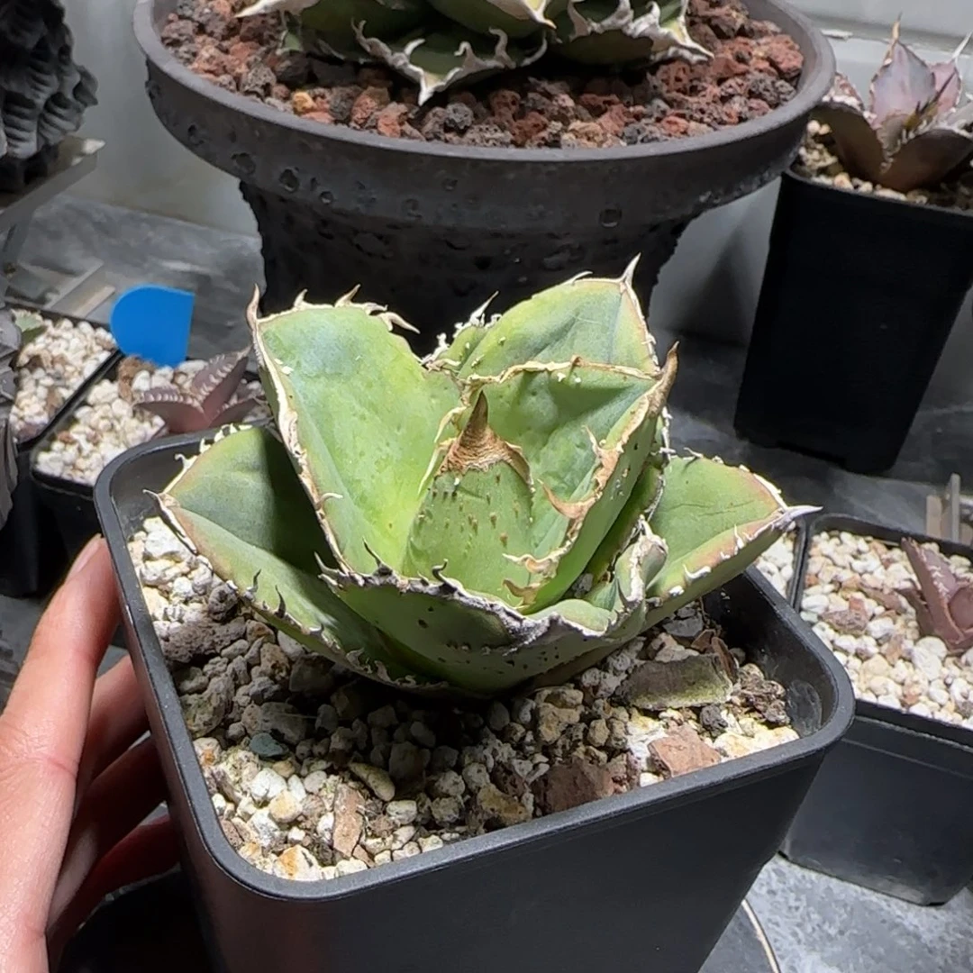 蚩尤仁王冠龙舌兰