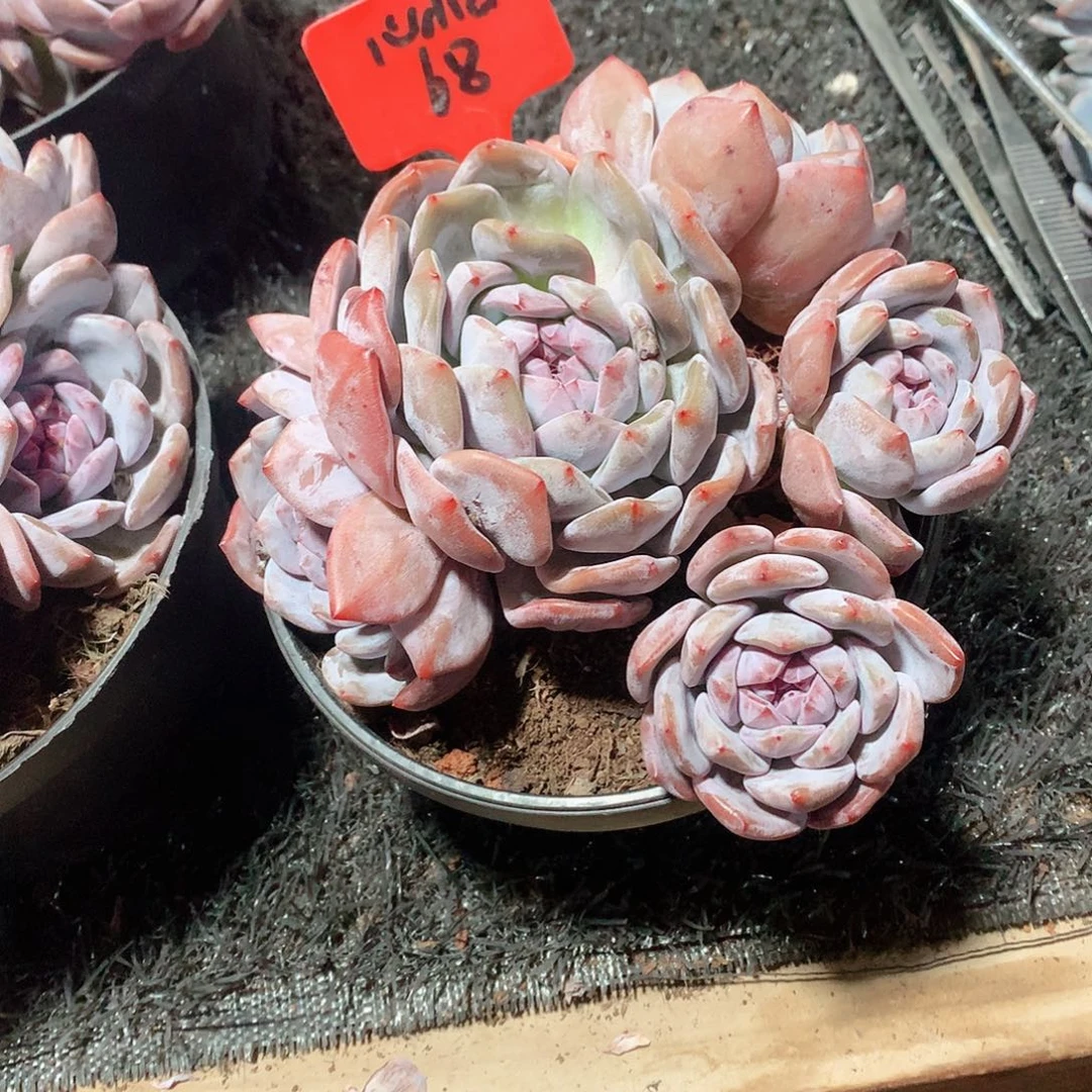 多肉植物多肉植物68号38