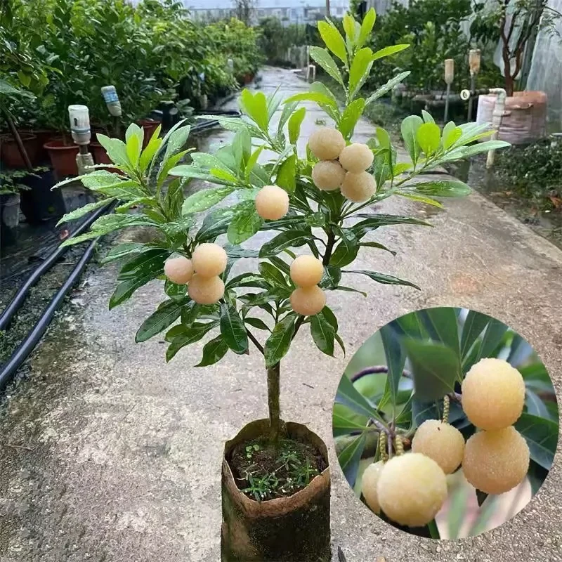 云南水晶杨梅树苗嫁接南北方种植盆栽地栽当年结果果树苗