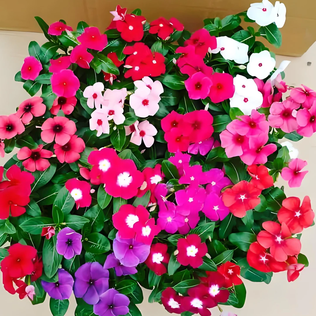 (一盆三色）长春花天天开多年生花卉四季开花易成活