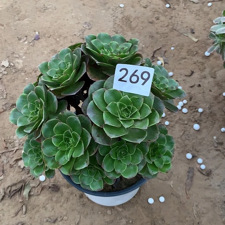 无花朵269魅金玫瑰