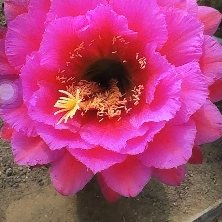 落雁侧芽5公分左右毛花柱（20包邮）